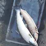 Arctic Sealodge Malangen 4 Saeterbergan Sorelvmo